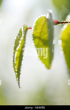 Emergenti di molla a balestra di Katsura Tree con gocce di rugiada 'Cercidiphyllum japonicum" Foto Stock