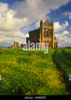 Rovine di Whitby Abbey nel North Yorkshire England Regno Unito Foto Stock