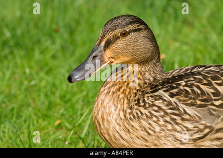 Germano reale femmina, Anas platyrhynchos Foto Stock