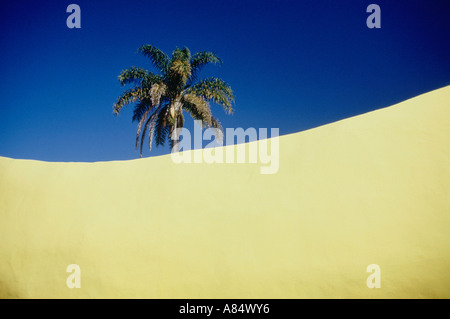 Australia. Nuovo Galles del Sud. Coffs Harbour. Close-up del top del Big Banana e Palm tree. Foto Stock