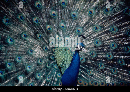 Chiusura del pavone maschio bird visualizzazione piumaggio. Foto Stock