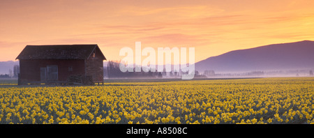 Granaio rosso e righe di giallo narcisi in fiore a sunrise Mount Vernon Skagit Valley Washington Foto Stock