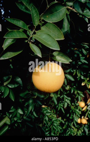 Pompelmo crescente sulla boccola. Foto Stock