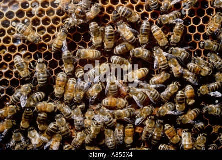 Gli insetti. Il miele api in alveare. Foto Stock