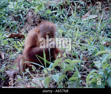 Borneo fauna selvatica. Baby Orang Utan ape seduta su impianto coperto la terra. Foto Stock