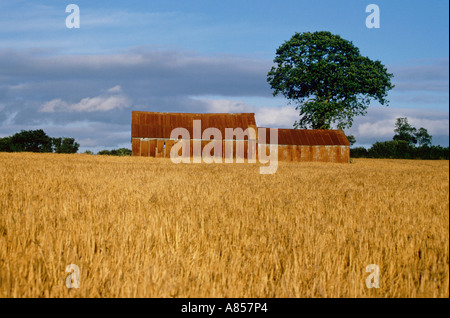Il vecchio fienile nel campo di grano. Somerset. In Inghilterra. Foto Stock