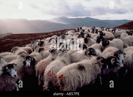 Regno Unito. In Inghilterra. Cumbria. Hill gregge di ovini nel paesaggio tempestoso. Foto Stock