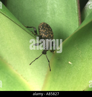 Adulto curculione di vite, Otiorhynchus sulcatus, una peste seria di pentola e contenitore coltivate piante ornamentali e alcuni arbusti Foto Stock