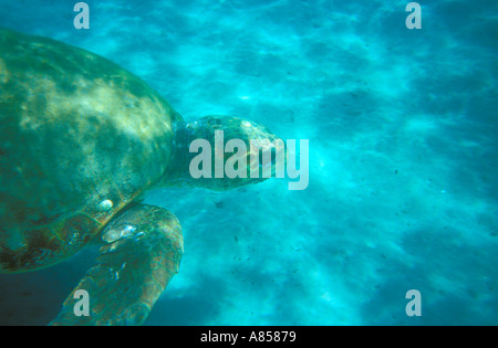 Tartaruga Caretta Underwater Foto Stock