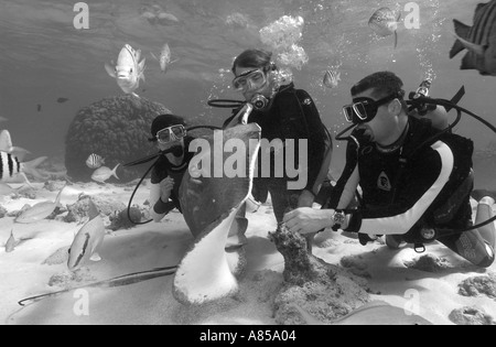 I subacquei di interagire con un SOUTHERN STINGRAY DASYATIS AMERICANA A Stingray City Grand Cayman Foto Stock