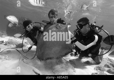 I subacquei di interagire con un SOUTHERN STINGRAY DASYATIS AMERICANA A Stingray City Grand Cayman Foto Stock