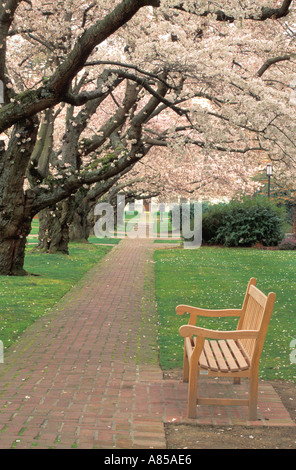 Accanto al banco di passerella di mattoni rivestiti con la fioritura dei ciliegi università di Washington, Seattle Washington Foto Stock