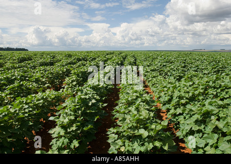 Vicino Mineirds accanto a BR364 strada in Brasile righe di soia (Glycine max) colture in un campo. Foto Stock