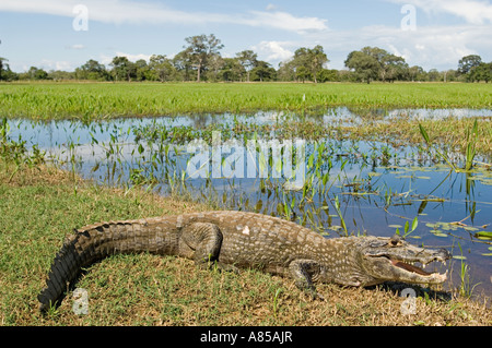 Il caimano dagli occhiali (Caiman crocodilus) è una delle cinque specie di caimano nel Pantanal. Foto Stock