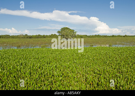 Un tipico panorama del Pantanal zone umide in Brasile. Foto Stock