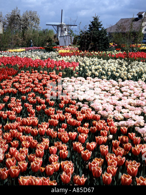 Il mulino a vento a campi di tulipani Roozengarda Tulip fattoria per la Skagit valley a Mount Vernon Washington Foto Stock