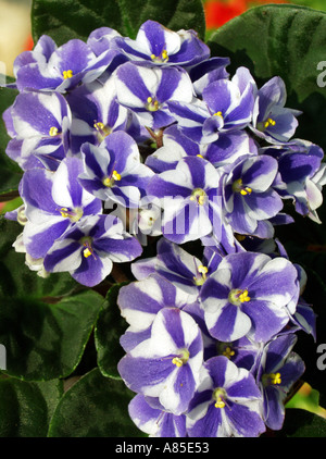 African Violet Saintpaulia sp Foto Stock