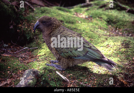 Kea Nuova Zelanda pappagallo alpino vicino Milford Road Fiordland in Nuova Zelanda Foto Stock