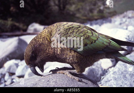 Kea Nuova Zelanda pappagallo alpino vicino Milford Road Fiordland in Nuova Zelanda Foto Stock