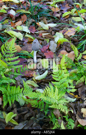 Dryopteris erythrosaura con Coprinus picaceus Gazza Cap Foto Stock