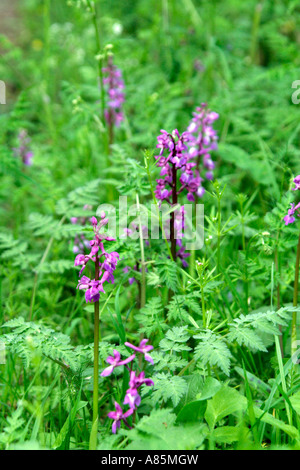 Inizio purple orchid Orchis mascula su una banca di Devon fine aprile Foto Stock