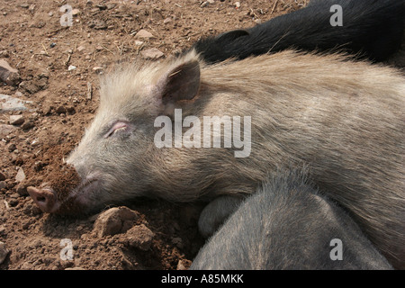 Un po' di suino con un naso sporco addormentato fuori forte di Amber a Jaipur, Rajasthan, India Foto Stock