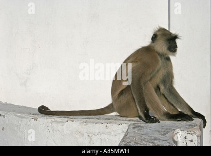 Un Hanuman langur in attesa di cibo al di fuori del tempio di Brahman in Pushkar, Rajasthan, India. Foto Stock