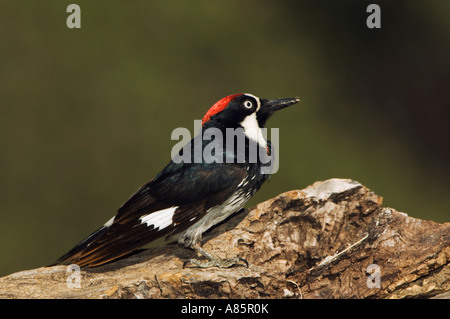 Acorn Woodpecker Melanerpes formicivorus maschio di Madera Canyon Arizona USA Maggio 2005 Foto Stock