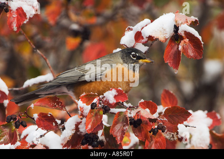 American Robin Turdus maschio migratorius in nero biancospino fallcolors snow Grand Teton NP Wyoming Foto Stock