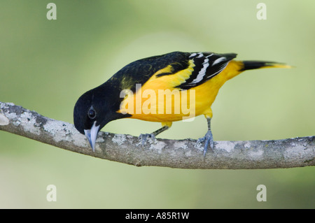 Baltimore Rigogolo Icterus galbula Uvalde maschio nella contea di Hill Country Texas USA Aprile 2006 Foto Stock