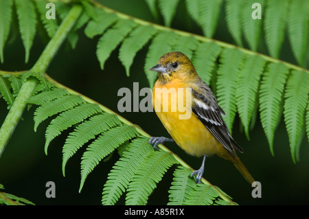 Baltimore Rigogolo Icterus galbula maschio immaturo arroccato su Tree fern Valle Centrale Costa Rica Foto Stock