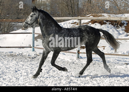 Il cavallo grigio corse al trotto Foto Stock