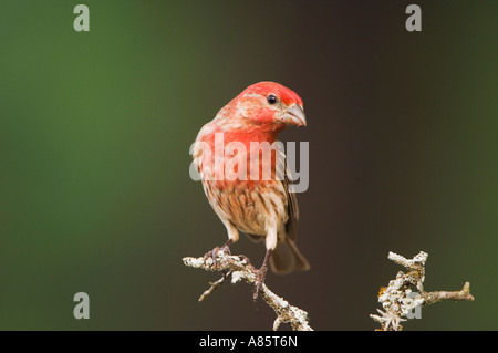 House Finch Carpodacus mexicanus Uvalde maschio nella contea di Hill Country Texas USA Aprile 2006 Foto Stock