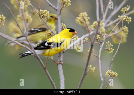 Maschio di American Goldfinch Foto Stock