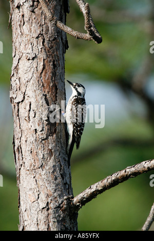 Rosso-cockaded Woodpecker - specie in via di estinzione - Verticale Foto Stock