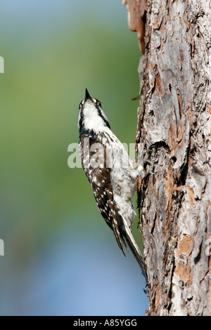 Rosso-cockaded Woodpecker - specie in via di estinzione - Verticale Foto Stock