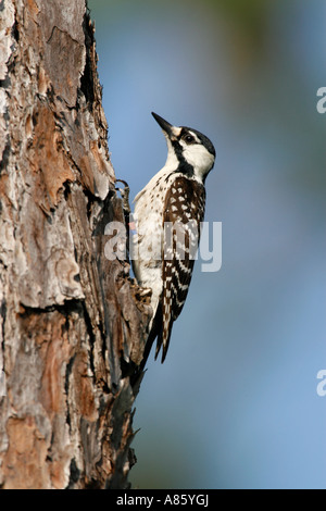 Rosso-cockaded Woodpecker - specie in via di estinzione - Verticale Foto Stock