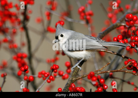 Cincia tufted appollaiate su Winterberry Foto Stock