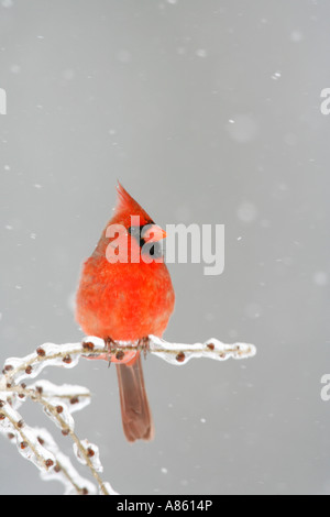 Maschio cardinale Nord su superfici ghiacciate Elm Tree Branch in verticale sulla neve Foto Stock