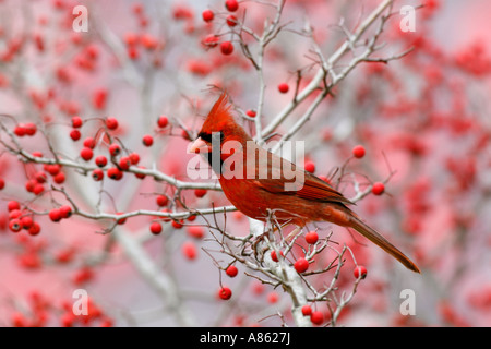 Maschio Cardinale settentrionale in Albero di biancospino Foto Stock