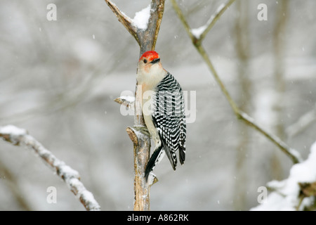 Rosso Picchio panciuto nella neve Foto Stock