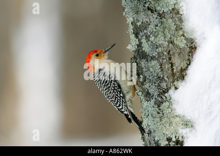 Rosso Picchio panciuto nella neve Foto Stock