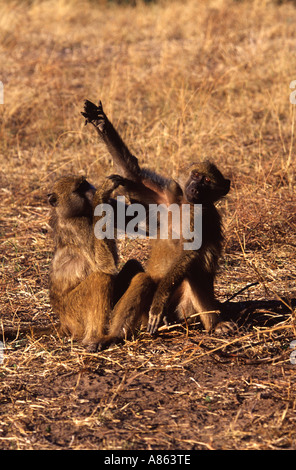 I babbuini Chacma toelettatura Foto Stock