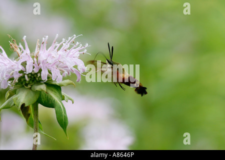 Ampio delimitato Bee Hawk Moth in Bergemot Foto Stock