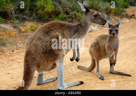 Grigio occidentale canguri Macropus fuliginosus Foto Stock