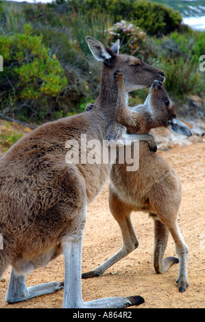 Joey kangaroo abbracciando la sua madre Foto Stock