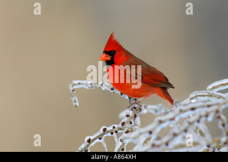 Maschio cardinale Nord su superfici ghiacciate Elm rami di alberi Foto Stock