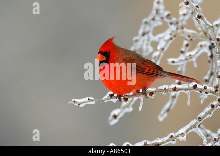 Maschio cardinale Nord su superfici ghiacciate Elm Tree Branch Foto Stock