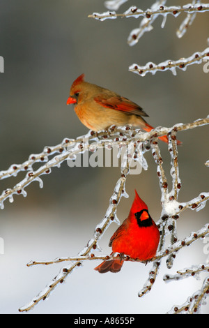 Maschio e femmina cardinale Nord su superfici ghiacciate Elm Tree rami verticali Foto Stock