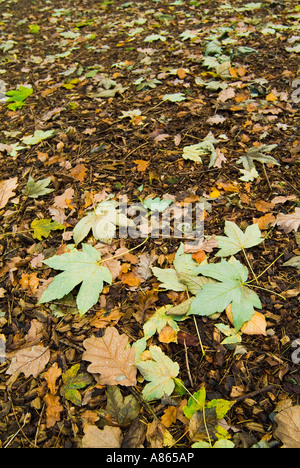 Una varietà di inglese bosco naturale lascia nella gloriosa Colore di autunno giacciono caduti a terra shot in stretta fino in Cumbria Foto Stock